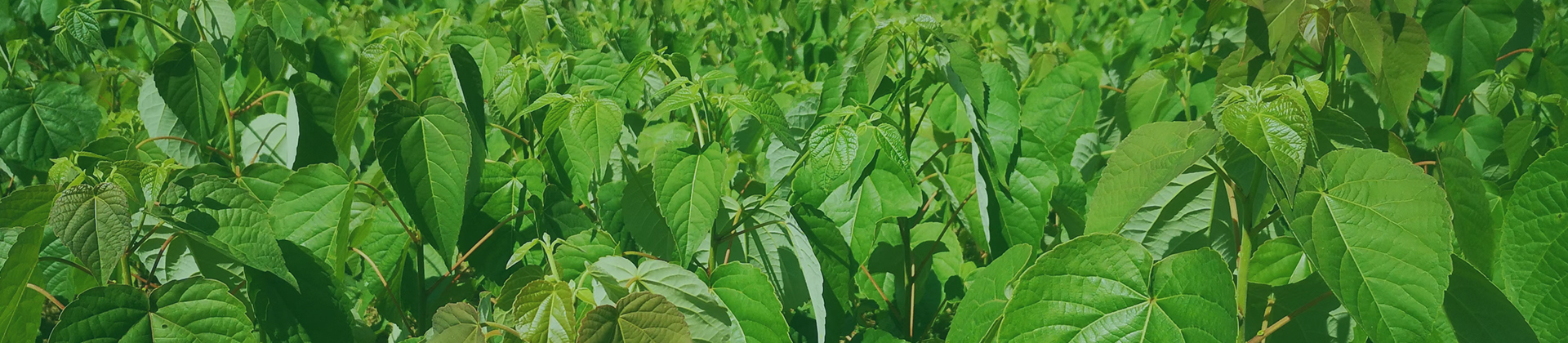 ok138cn太阳集团古天乐(中国)有限公司官网